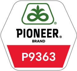 Pioneer - Kukurydza P9363
